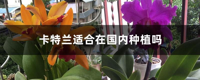 Is Cattleya suitable for planting in China