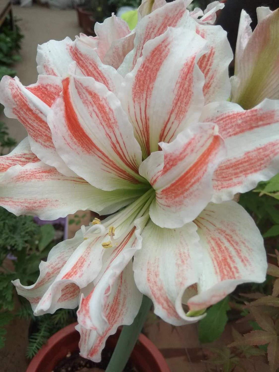 Amaryllis