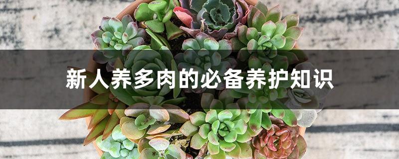 Essential maintenance knowledge for newcomers to raise succulents