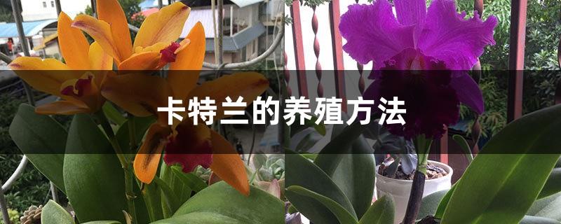 Cattleya Breeding Methods