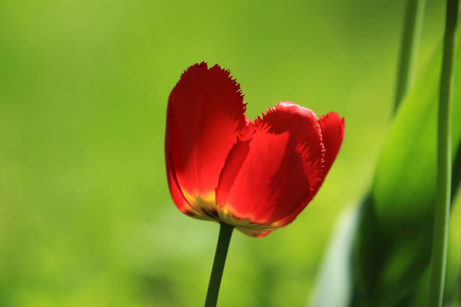 Tulip