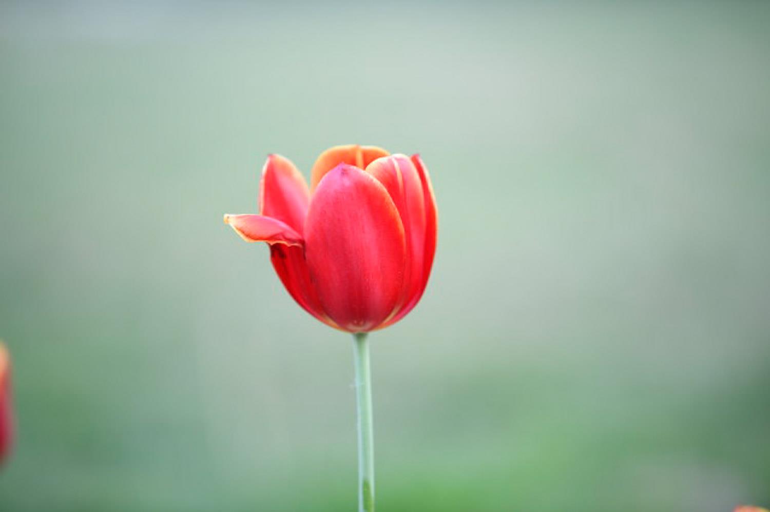 Tulip