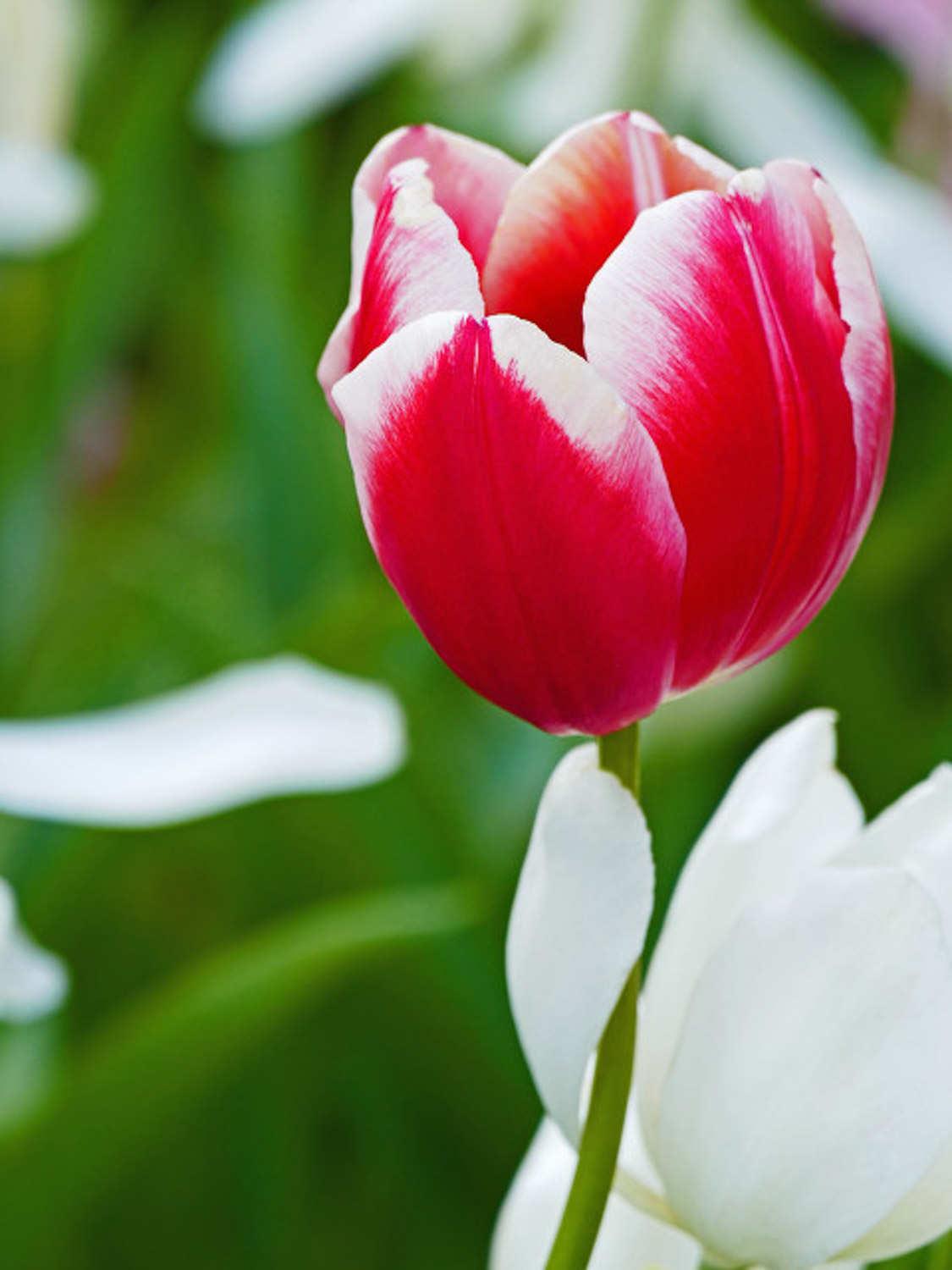 Tulip