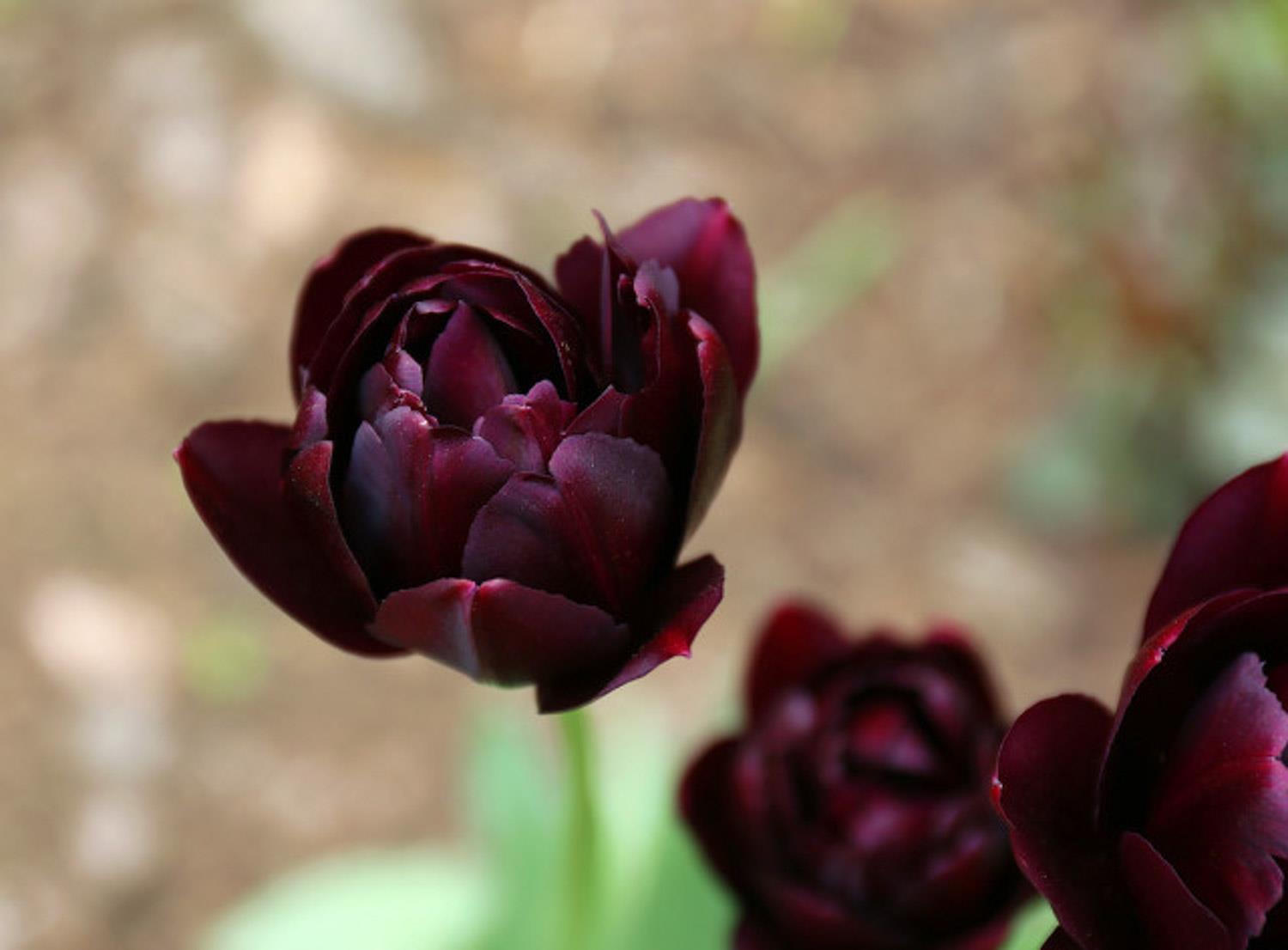 Tulip