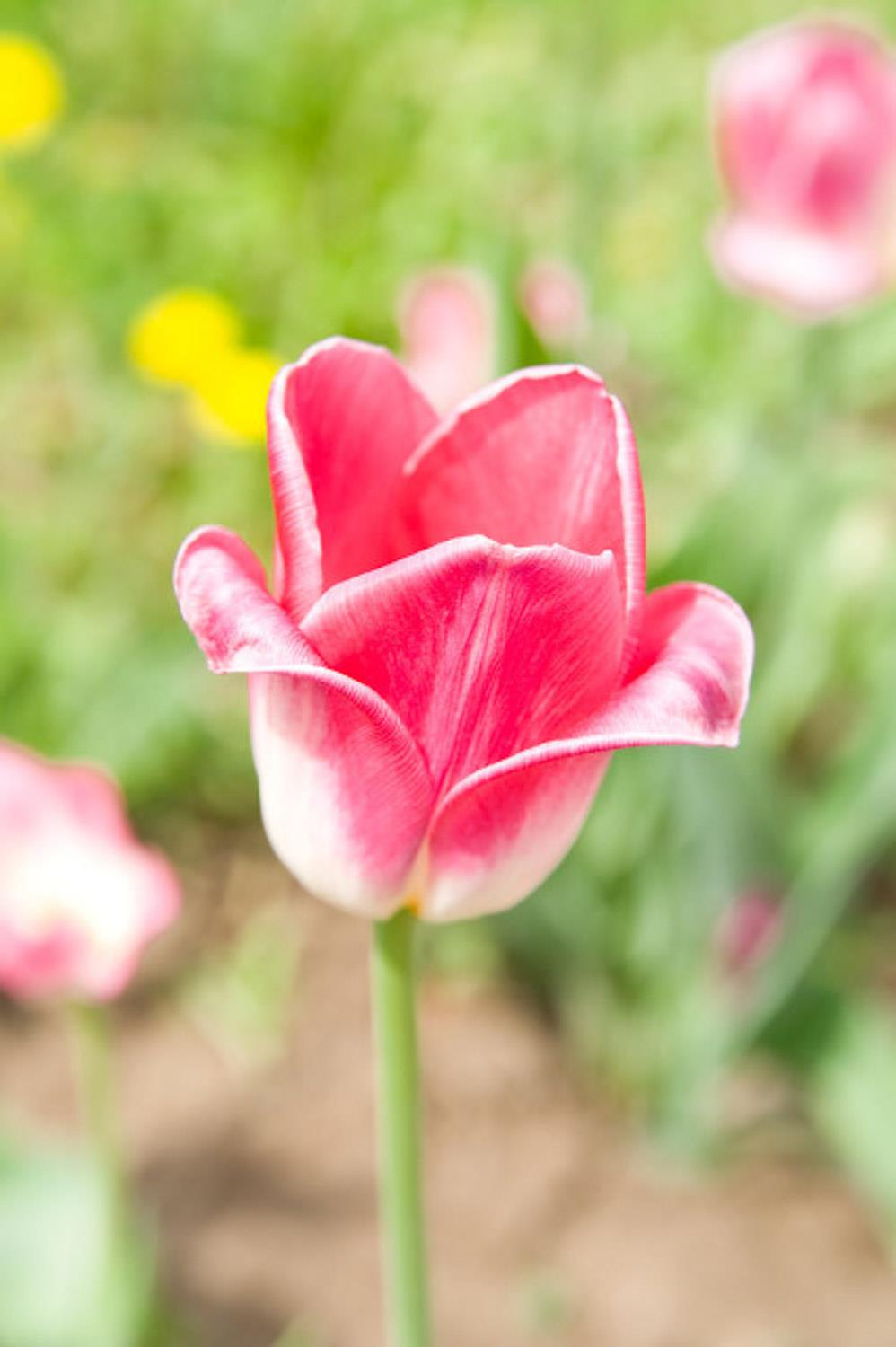 Tulip