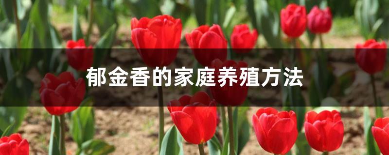 Home breeding methods of tulips