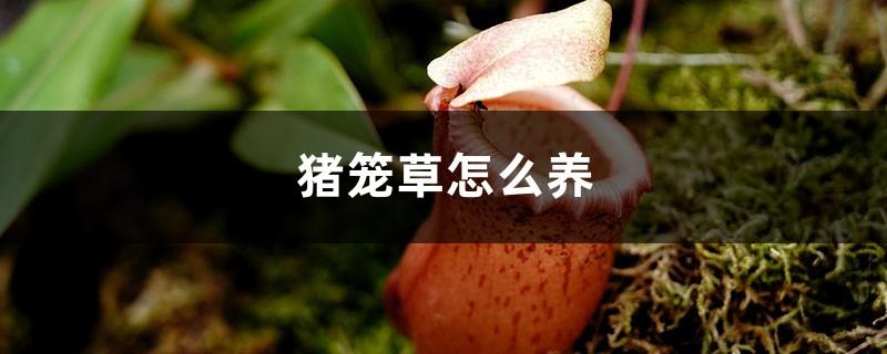 How to raise pitcher plants