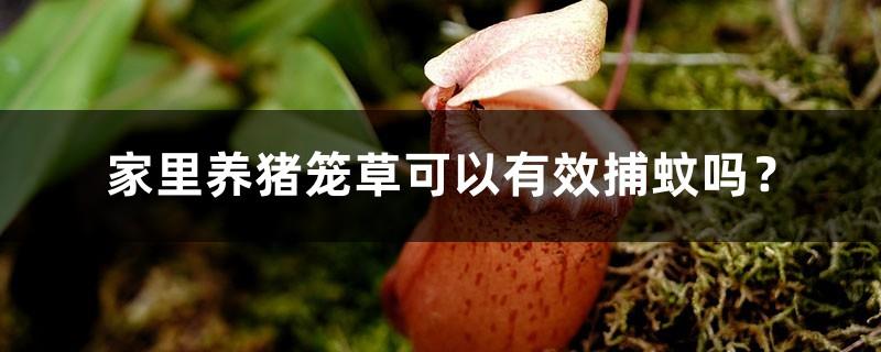 Can raising pitcher plants at home effectively catch mosquitoes?