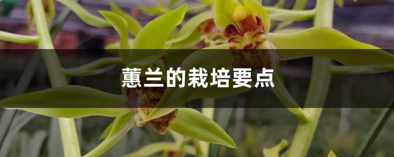 Key points for the cultivation of Cymbidium