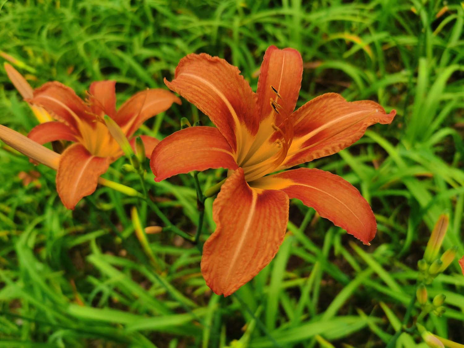 Hemerocallis fulva