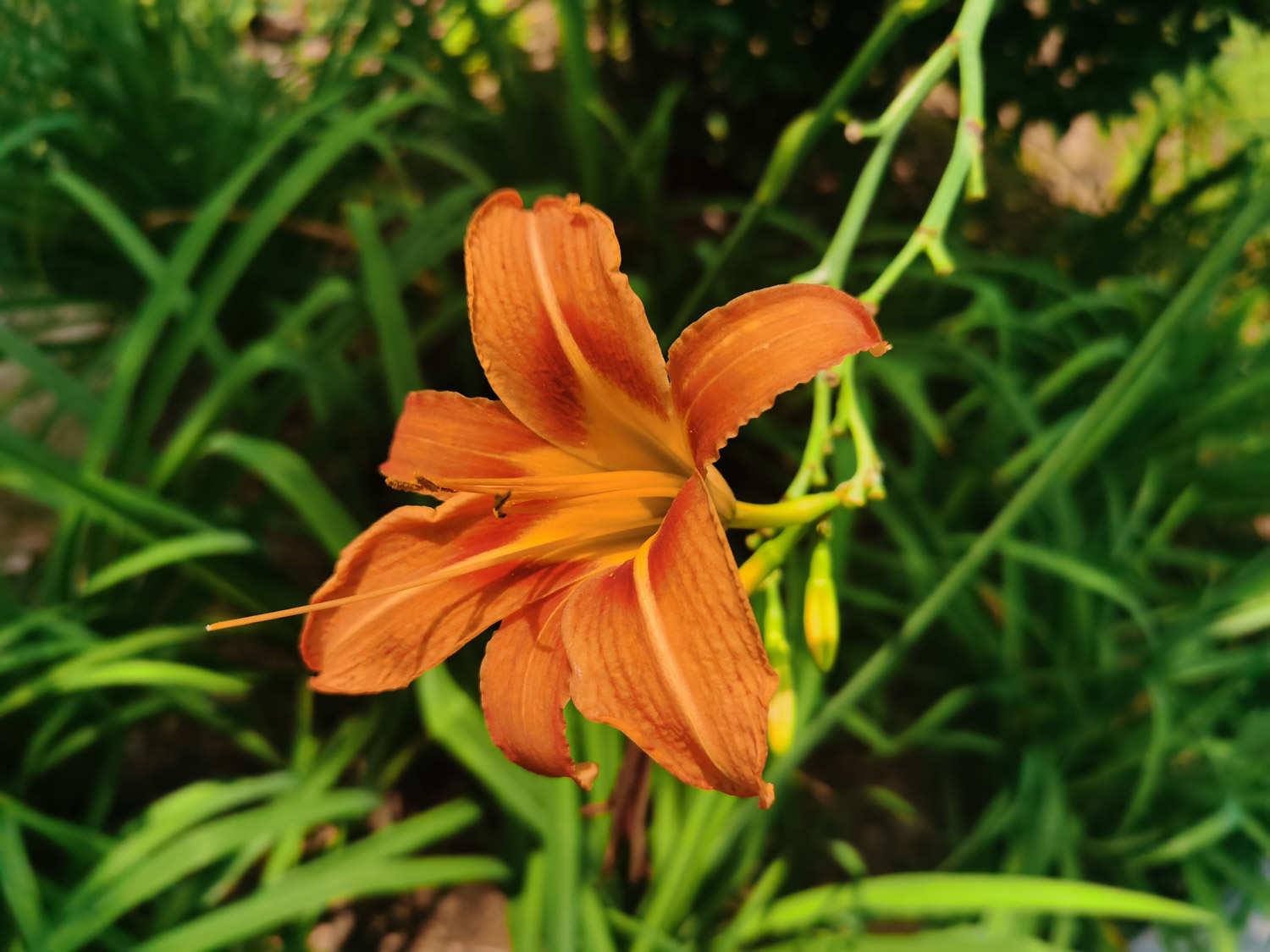 Hemerocallis fulva