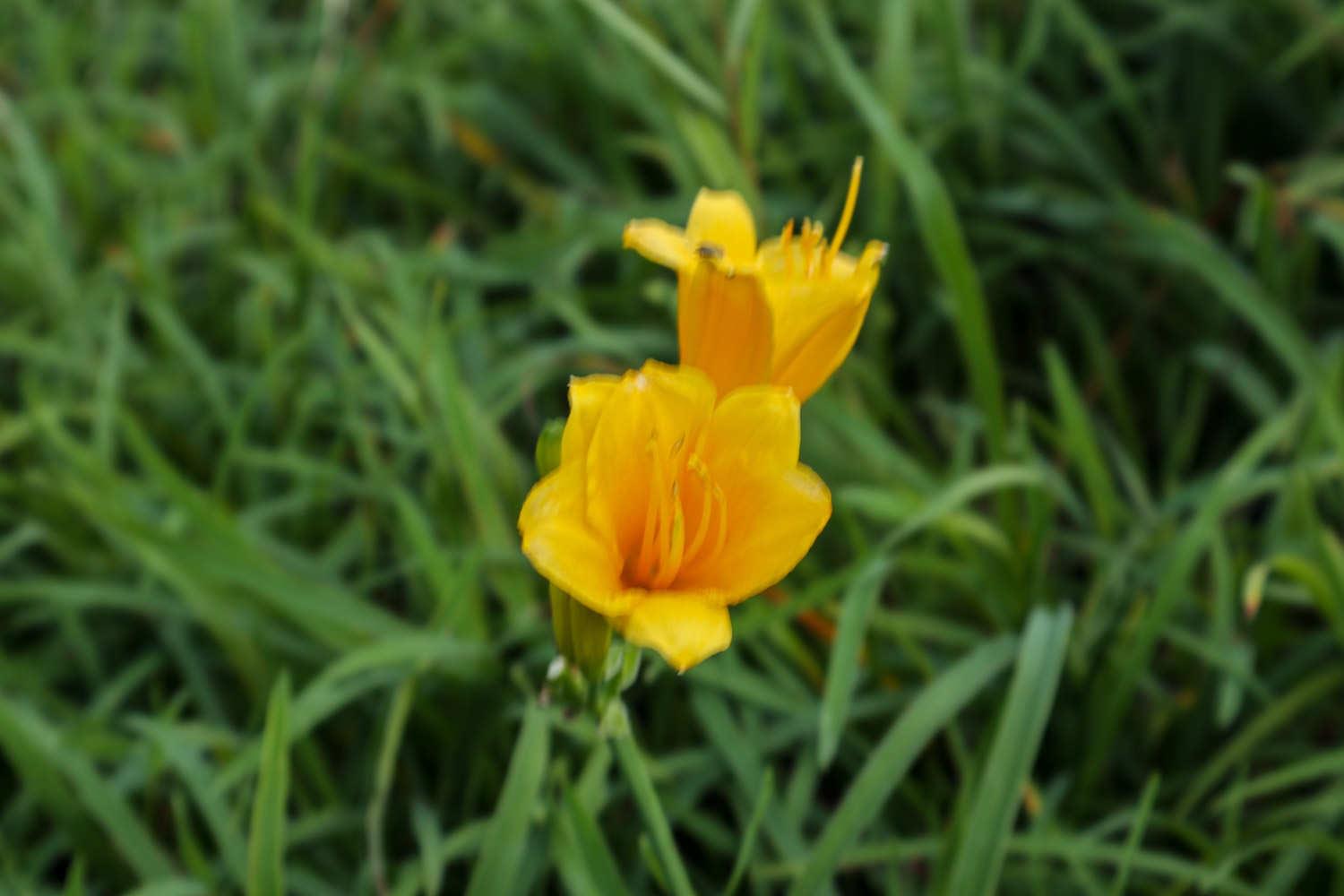 Hemerocallis fulva