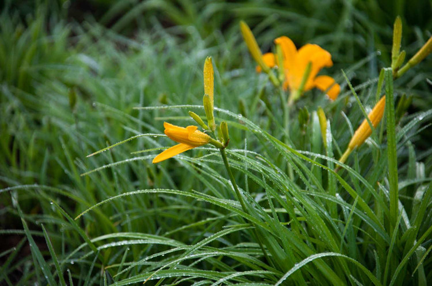 Hemerocallis fulva