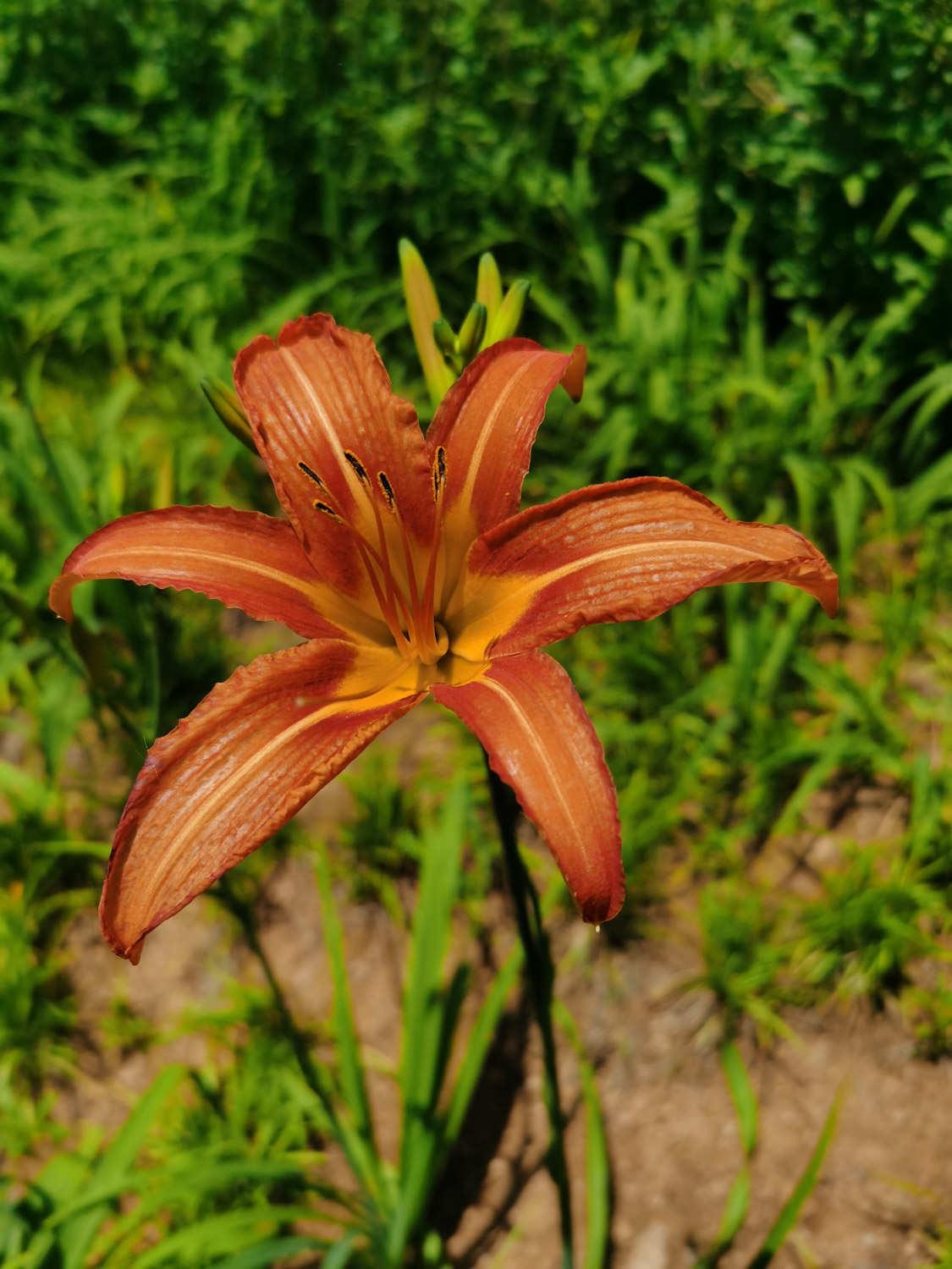 Hemerocallis fulva