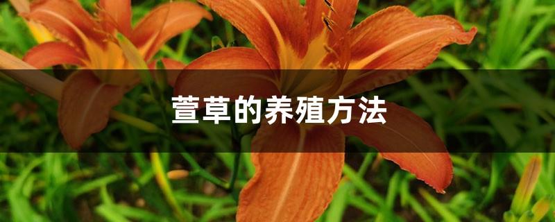 How to breed Hemerocallis fulva