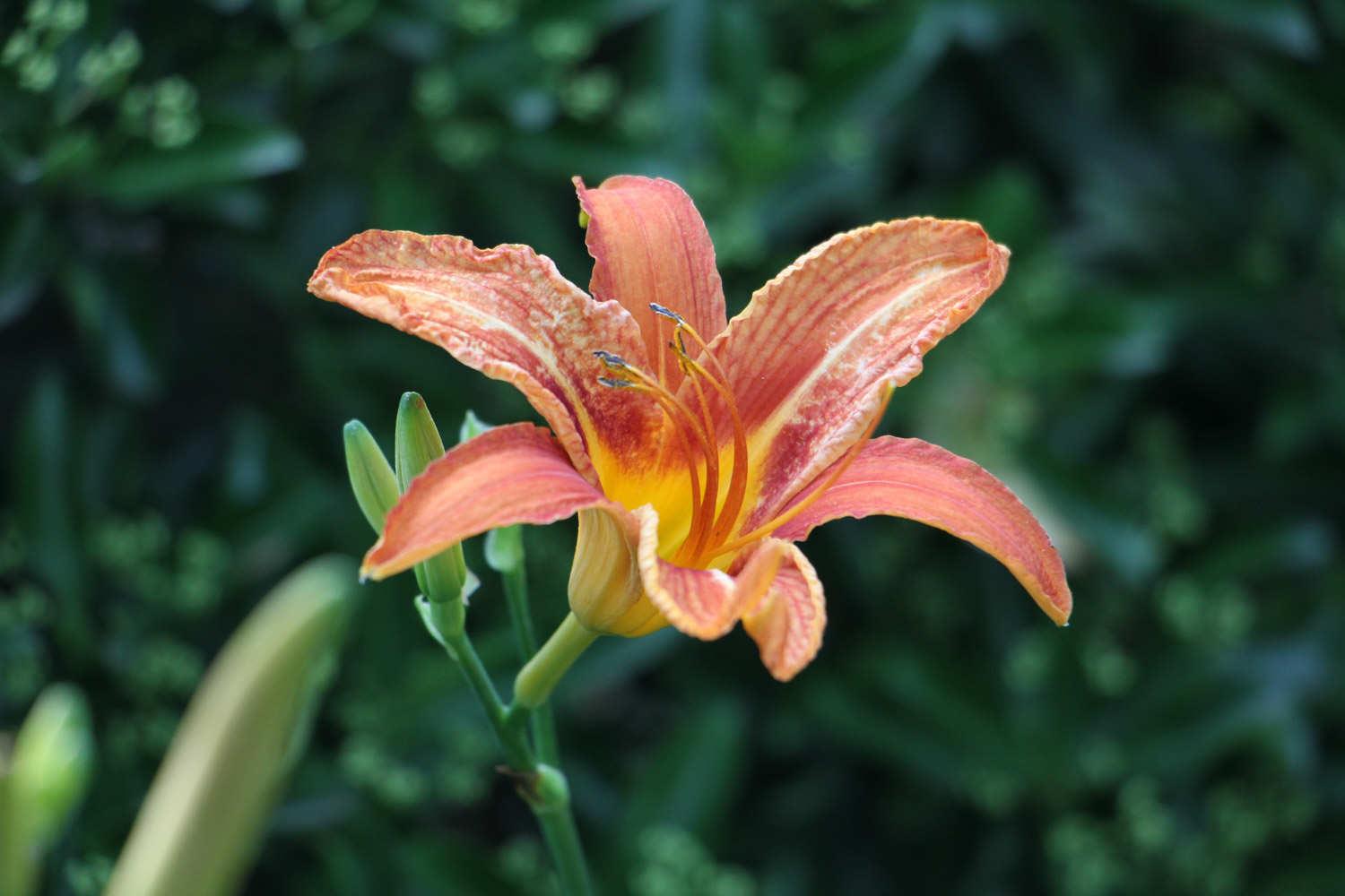 Hemerocallis fulva