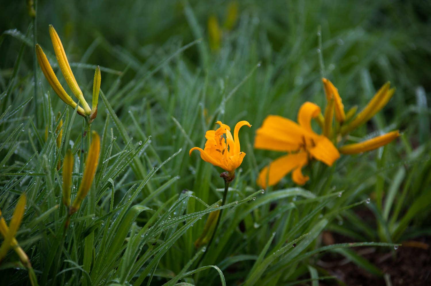 Hemerocallis fulva