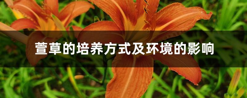 Hemerocallis fulva Cultivation Method and Environmental Impact