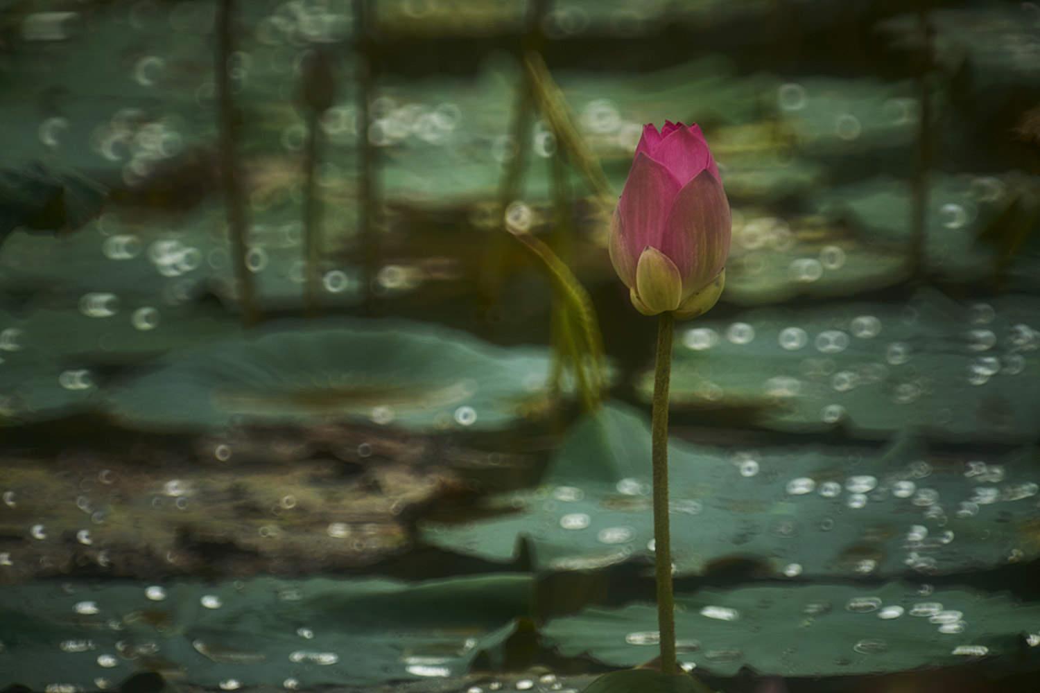 Water Lily