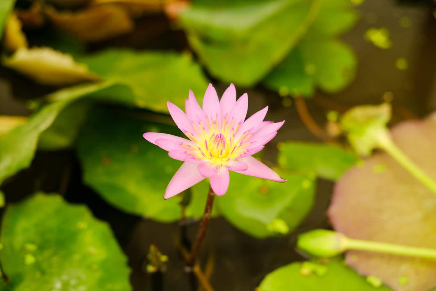 Water Lily