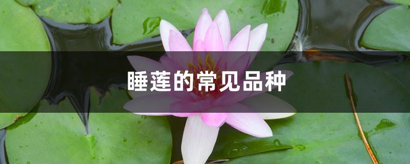 Common varieties of water lilies