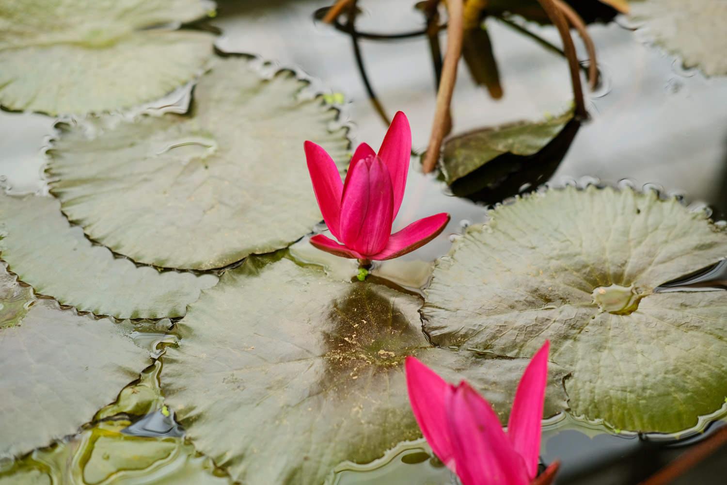 Water Lily