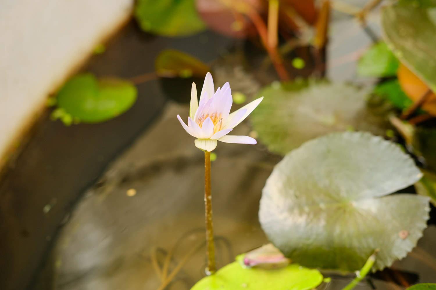 Water Lily