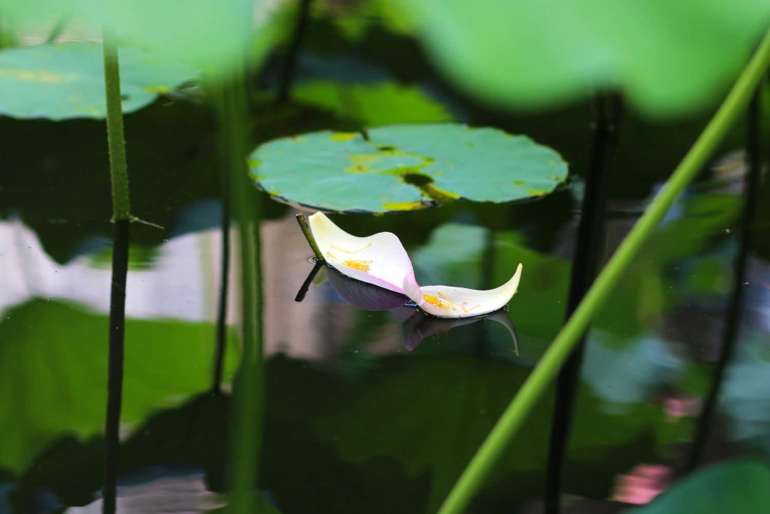 Water Lily