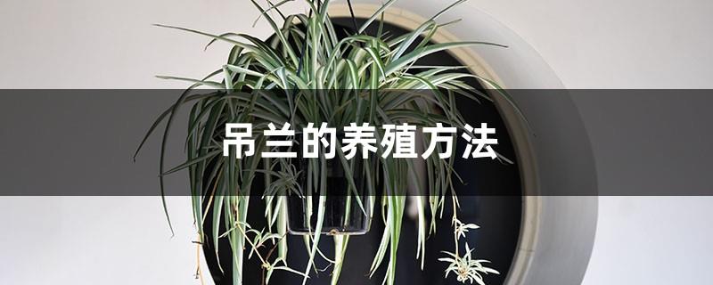 How to breed spider plants