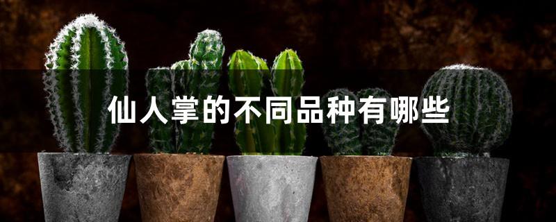 What are the different varieties of cactus