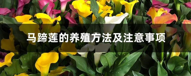 Calla lily cultivation methods and precautions