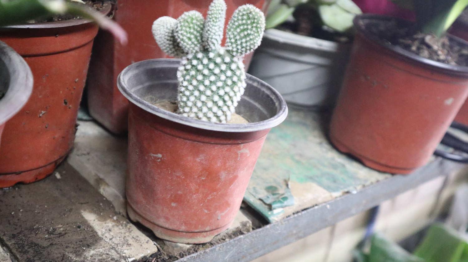 Cactus