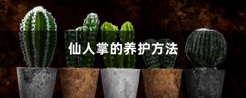 How to care for cactus