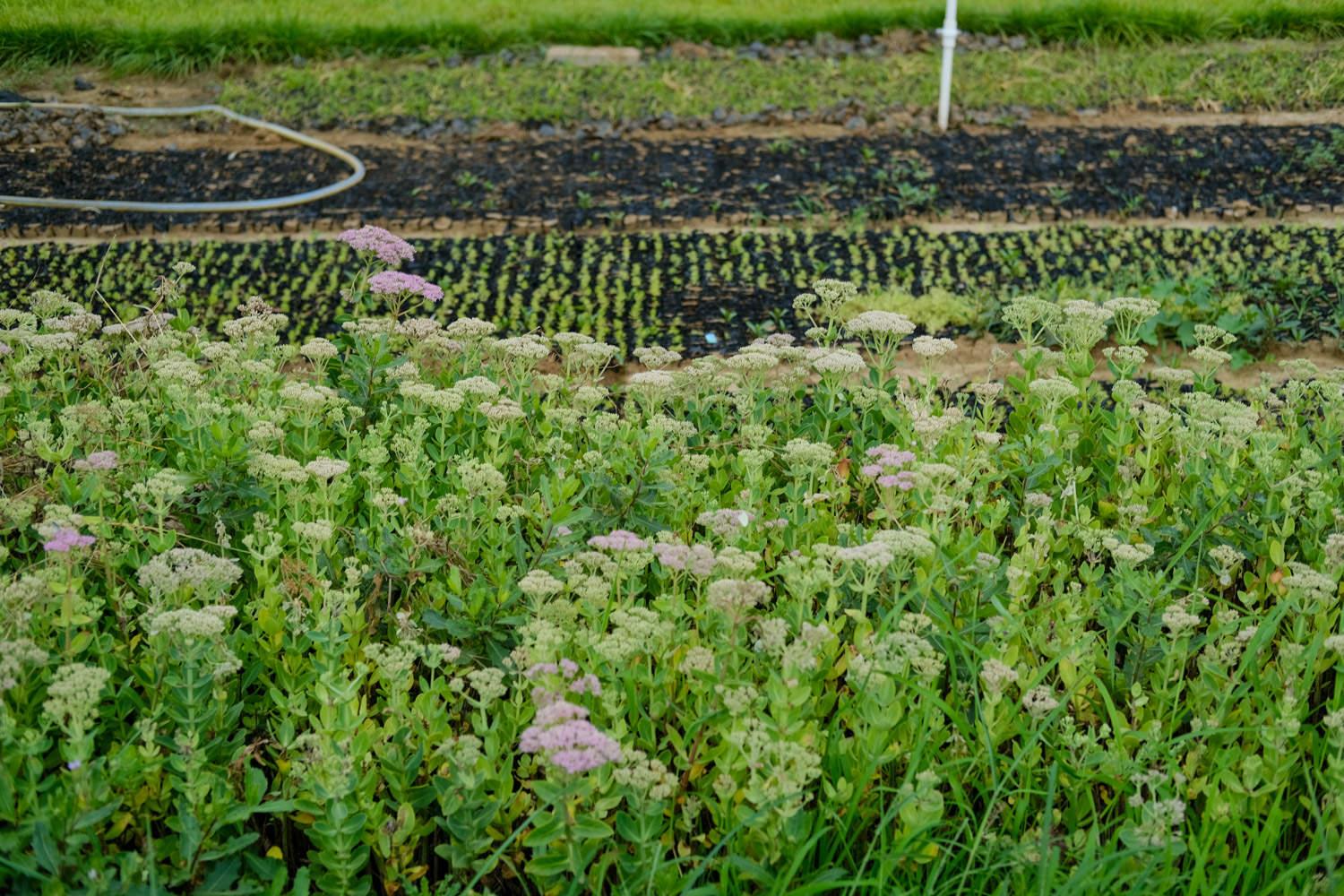 Eight Treasures Sedum