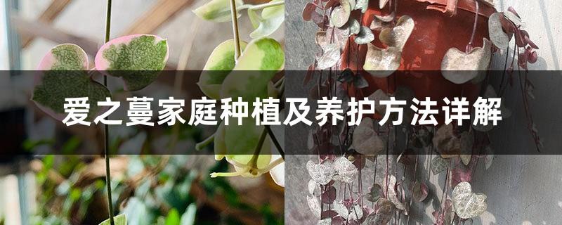 Detailed explanation of home planting and maintenance methods of Aizhiman