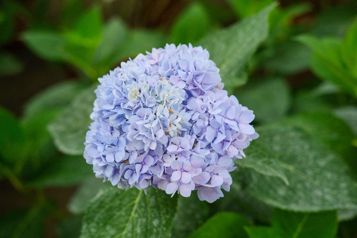 Hydrangea