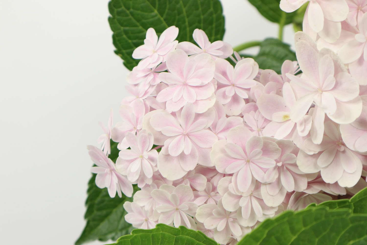 Hydrangea