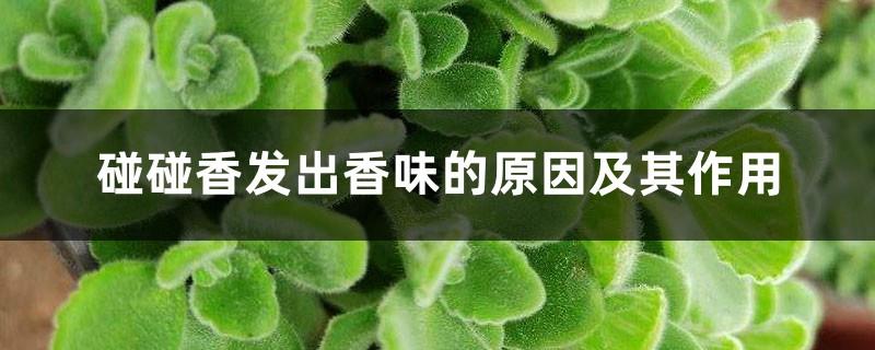 The reasons why Pengpengxiang emits fragrance and its functions