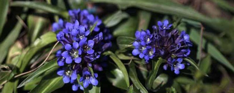 Are gentian and gentian the same, how to reproduce