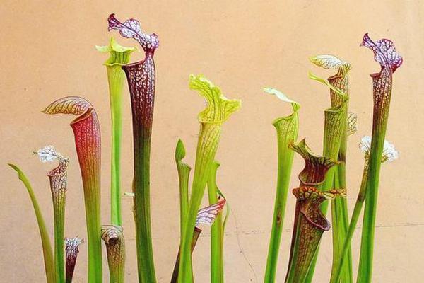 What are the varieties of Sarracenia