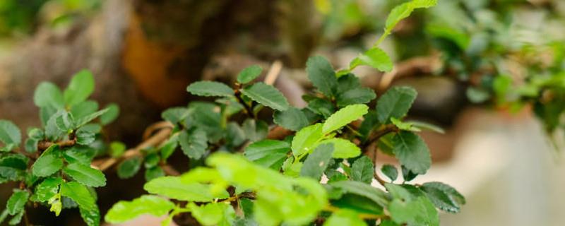 Elm Bonsai Watering Tips