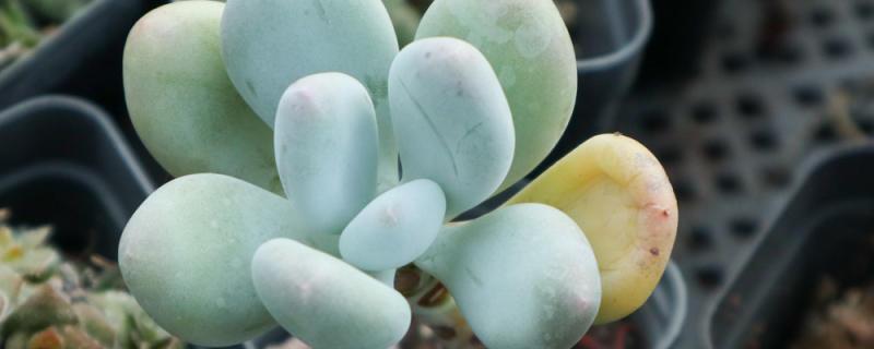 The sand on the construction site can grow succulents