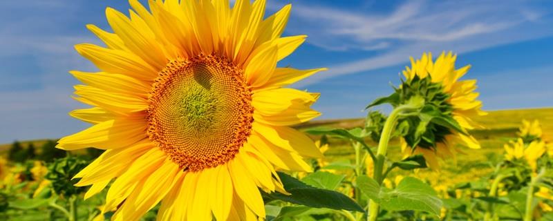 Sunflower planting process record