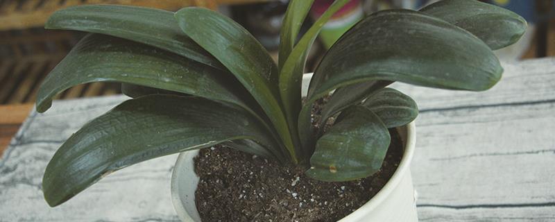 Tips for plant care