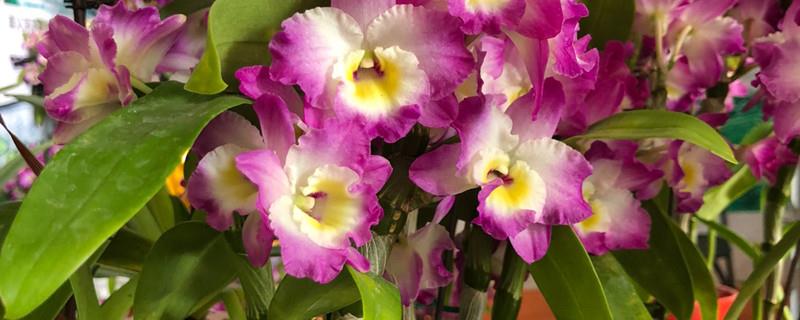 Planting Methods and Propagation of Dendrobium