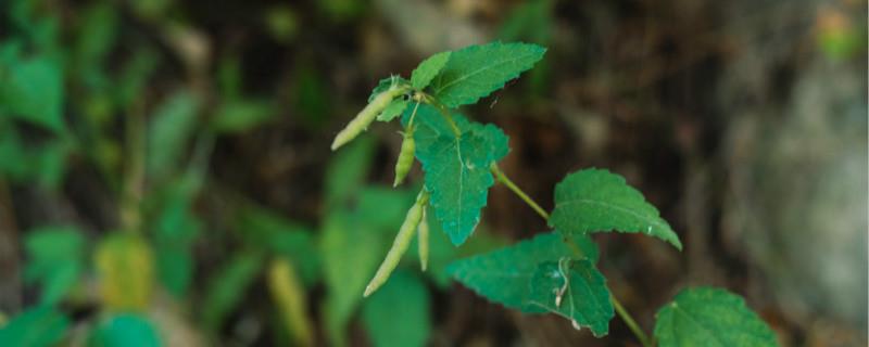 What kind of plant is hemp?