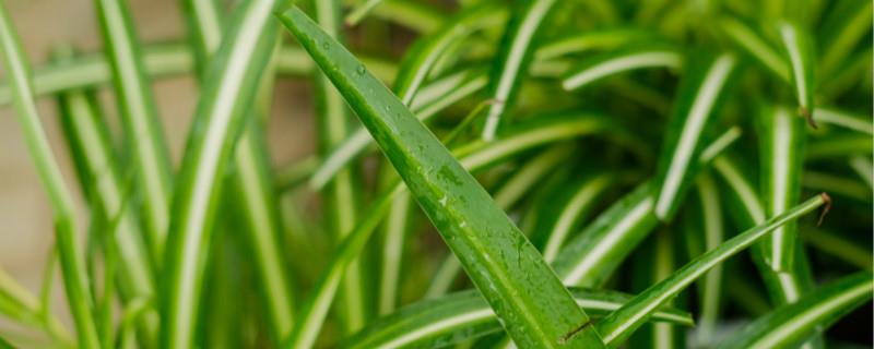 How to raise spider plants to make them more vigorous