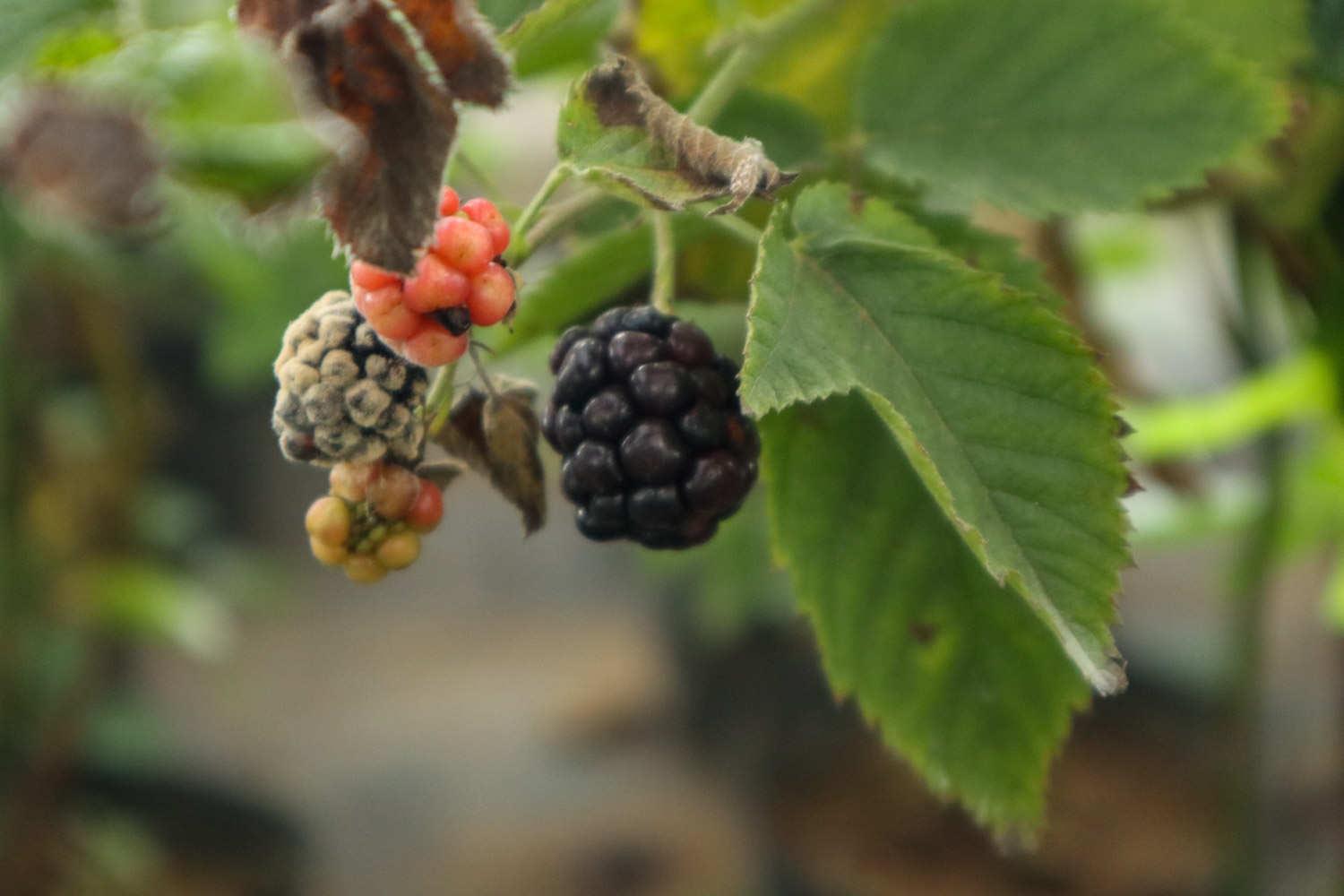 mulberry leaf