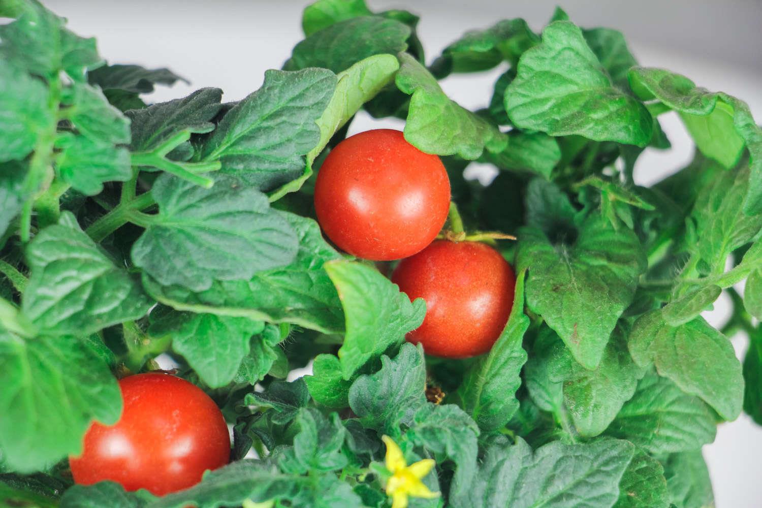 cherry tomatoes