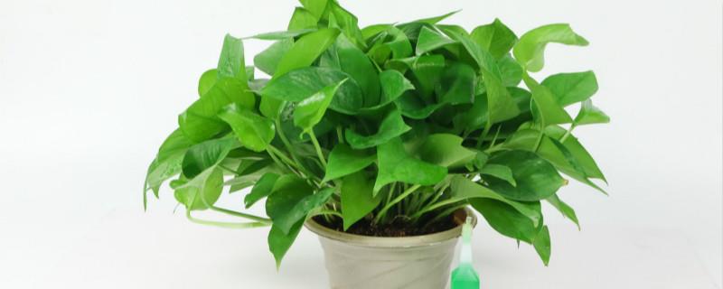 Green plants suitable for leadership offices